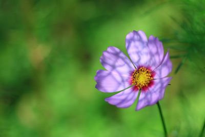 Close-up of cosmos flower