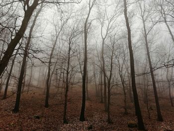 Bare trees in forest