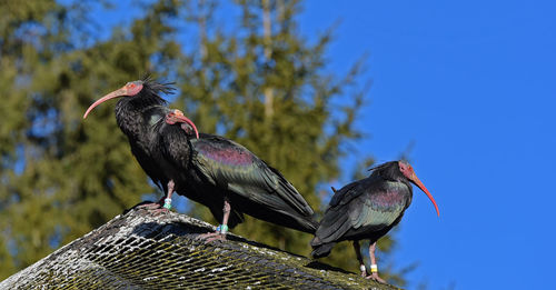 Low angle view of birds perching on blue sky