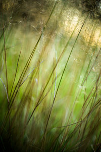 Close-up of plants