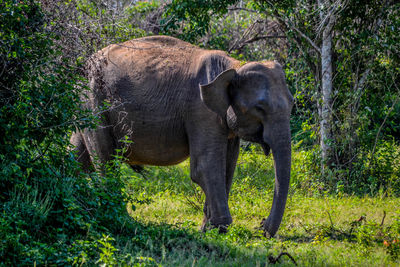 Elephant standing in a forest