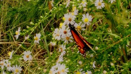 Close-up of insect on flower