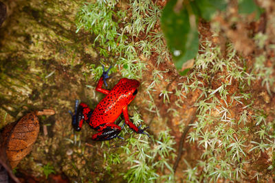 Close-up of a strawberry poison-dart frog, oophaga pumilio