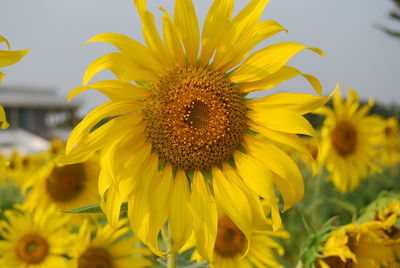 Close-up of sunflower blooming outdoors