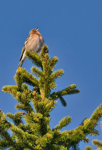 Low angle view of bird perching on tree against sky