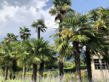 Low angle view of palm trees against sky