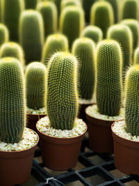 Close-up of succulent plants