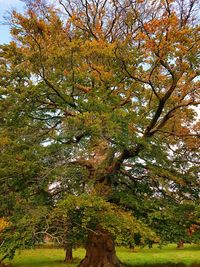 Low angle view of trees during autumn