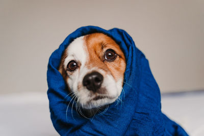 Close-up portrait of dog wearing headscarf