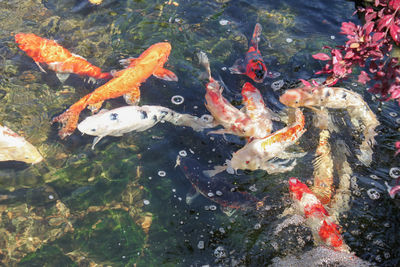 Fish swimming in lake