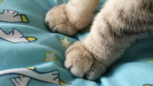 High angle view of cat relaxing on bed
