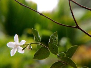 Close-up of flowering plant leaves