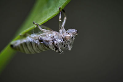 Close-up of insect