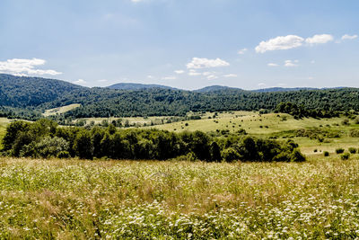 Scenic view of field against sky