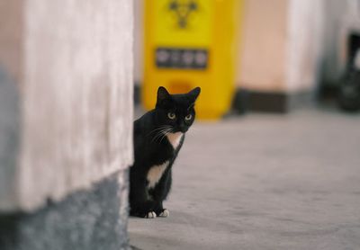 Portrait of black cat