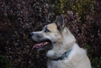 High angle view of dog panting against plants