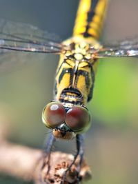 Close-up of dragonfly