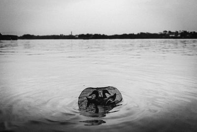 View of horse in sea