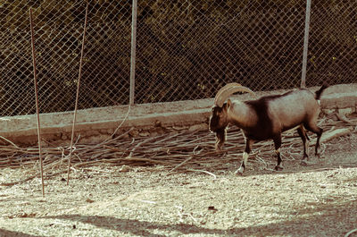 Horse grazing in pen