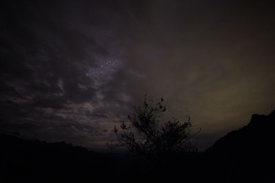 Silhouette trees against sky at night