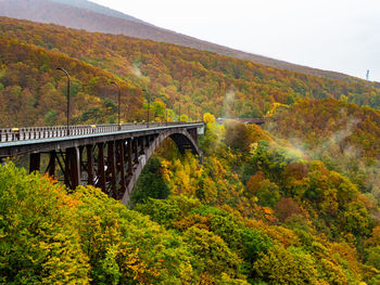 Bridge over forest during autumn