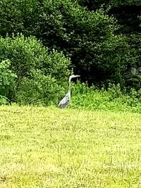 View of bird on field