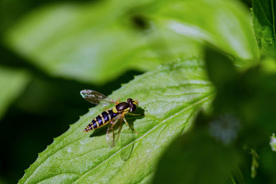 Close-up of insect on leaf