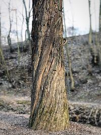 Close-up of tree trunk in forest