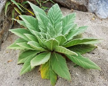 High angle view of plant