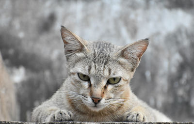 Close-up portrait of tabby cat