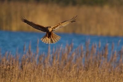 Marsh harrier flying over field during sunny day