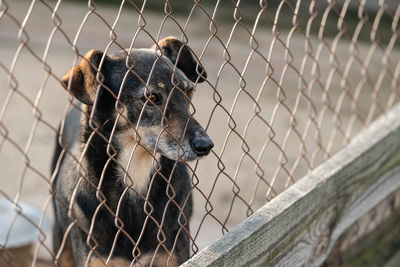 Close-up of barbed wire fence in zoo