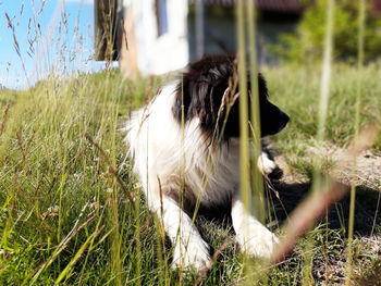 Dog in a field