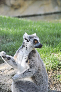 Lemur walking through the grass on a sunny day. colors of nature