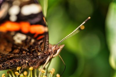 Close-up of butterfly on leaf