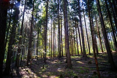 View of trees in forest