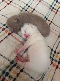 Close-up of cat sleeping on bed