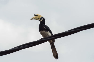 Low angle view of bird perching on branch against sky