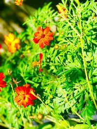 Close-up of orange flowers blooming outdoors