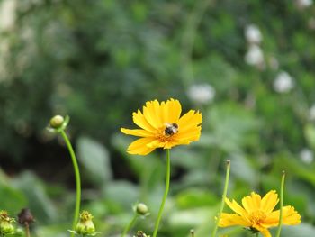 Close-up of yellow cosmos flower