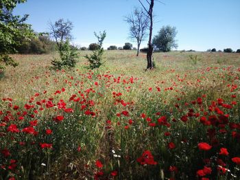 Red flowering plants on field against sky