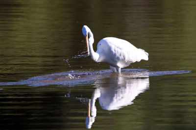 Swan splashing water on lake