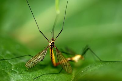 Close-up of insect