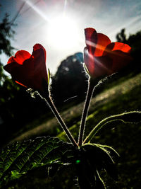 Close-up of flower growing on plant against sky