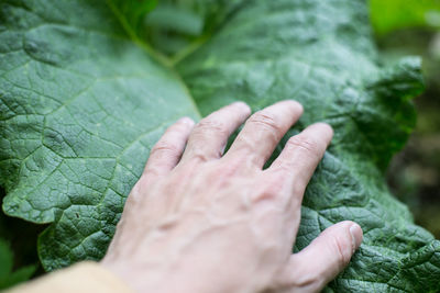 Cropped hand of man touching plant