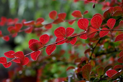 Close-up of red flowering plant during autumn