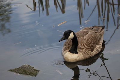 High angle view of goose swimming in lake