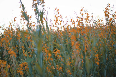 Close-up of plants growing on field against sky