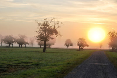 Trees on field against sky during sunset