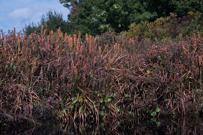 Plants against trees